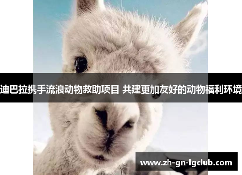 迪巴拉携手流浪动物救助项目 共建更加友好的动物福利环境 迪巴拉携手流浪动物救助项目 共建更加友好的动物福利环境